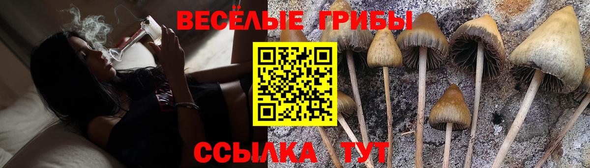 Псилоцибиновые грибы Psilocybe Новороссийск